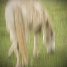 Caballo-pictorialismo-enlace.jpg