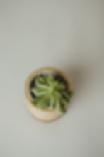 Thumbnail: Plywood Planter with Hardwood Base