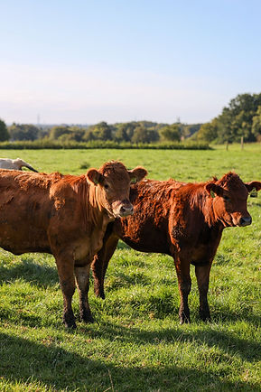 WhatsApp Image 2025-02-23 at 17.54.50 (2).jpeg