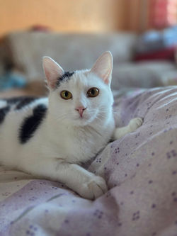 Lucinka
