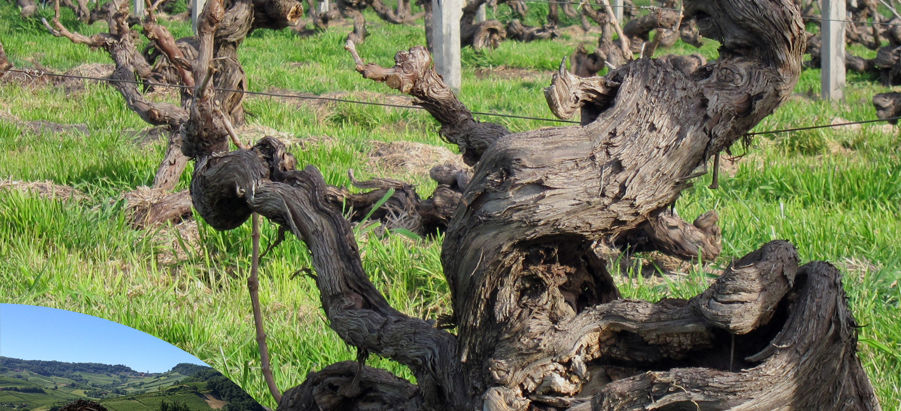 Podcast S1E4 - Les vieilles vignes