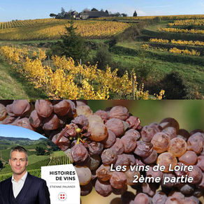 Vignes de Loire et grappe de Chenin blanc affectée par le botrytis