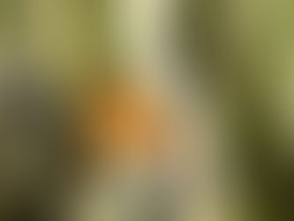Monarch Butterflies