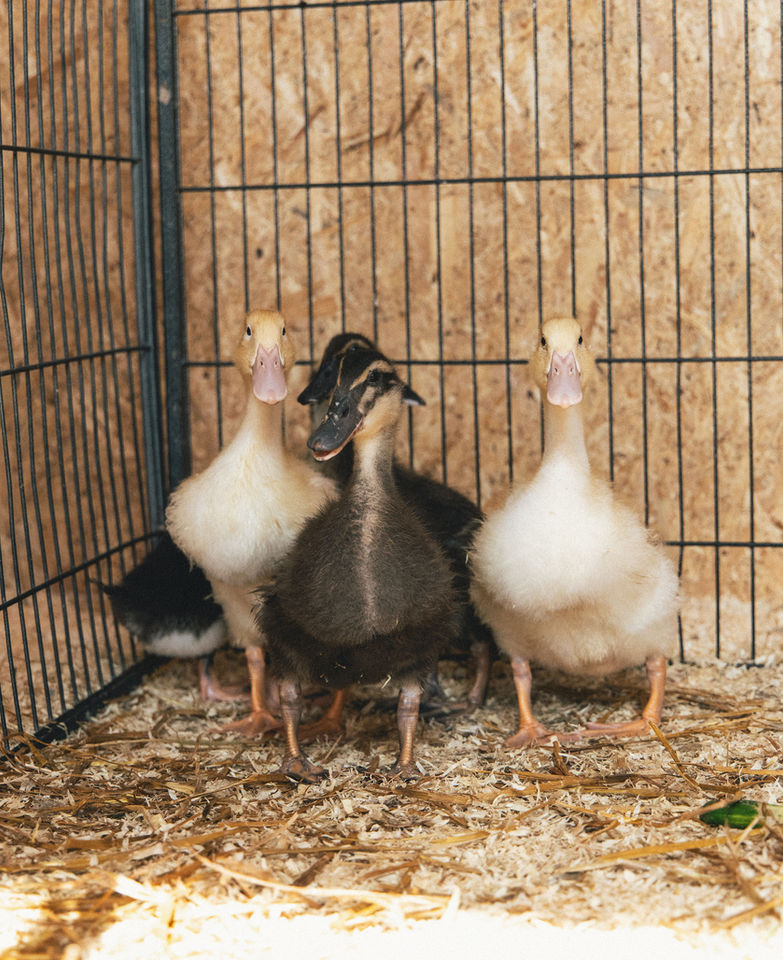 Takalan kotieläinpihalla ankanpoikasia
