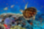 Marsa Alam diving. 7 Best Diving Destinations in Egypt’s Red Sea For Divers Of All Levels