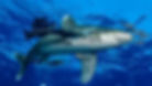Qoseir diving. 7 Best Diving Destinations in Egypt’s Red Sea For Divers Of All Levels