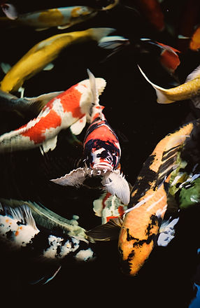 I’am just not thing to do this day so i just finding something to take a photo lol~~_edited.jpg