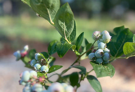 Blueberries, Pine-O-Mine Ranch, Apple Hill, Placerville, CA