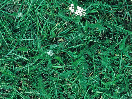 12 Most Common Weeds