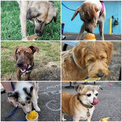 106722896_553196552015361_14463653743501