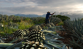 Portada-Tequila.jpg