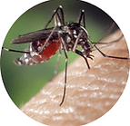 Mosquito-Pest-Control-Services