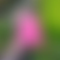 Review: Hunchback by Saou Ichikawa