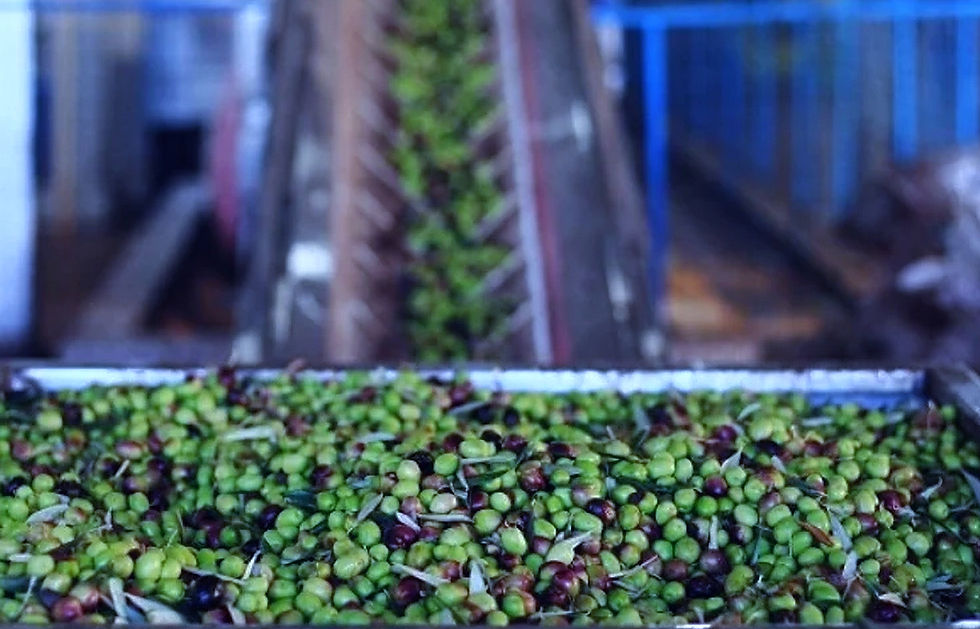 Bioheat, fondata nel 2022 dall’ingegnere tunisino Yassine Khelifi, trasforma i rifiuti organici della produzione di olio d’oliva in una fonte di energia pulita ed efficiente