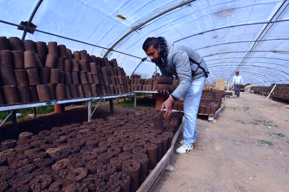 Bioheat, fondata nel 2022 dall’ingegnere tunisino Yassine Khelifi, trasforma i rifiuti organici della produzione di olio d’oliva in una fonte di energia pulita ed efficiente