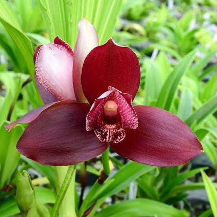 Lycaste (Lycaste spp.)