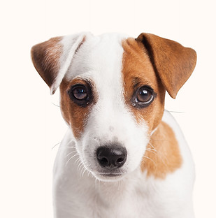 Perro con comida