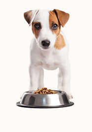 Puppy Having Lunch