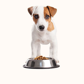 Puppy Having Lunch