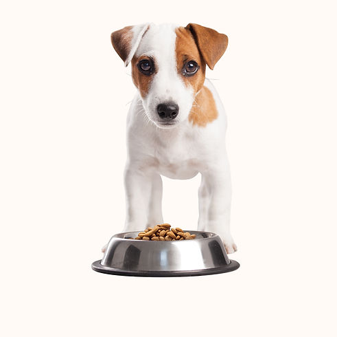 Cachorro que almuerzan