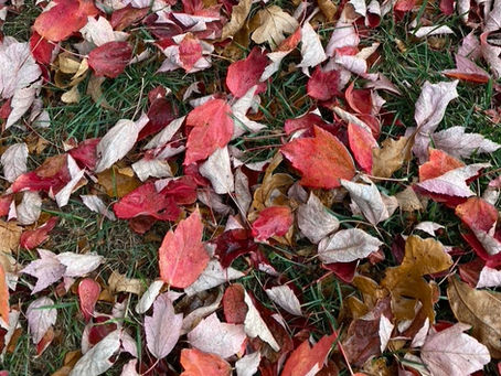 Fall Colors Popping Up at St. B