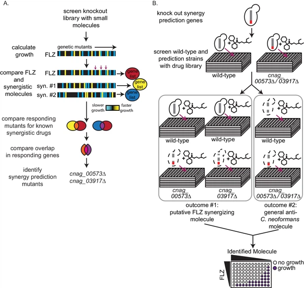 Synergistic and antagonistic drug interactions in the treatment of systemic fungal infections