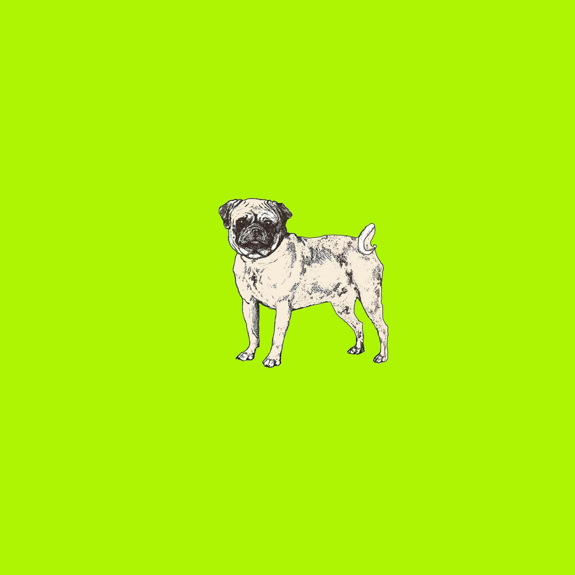 pug on green