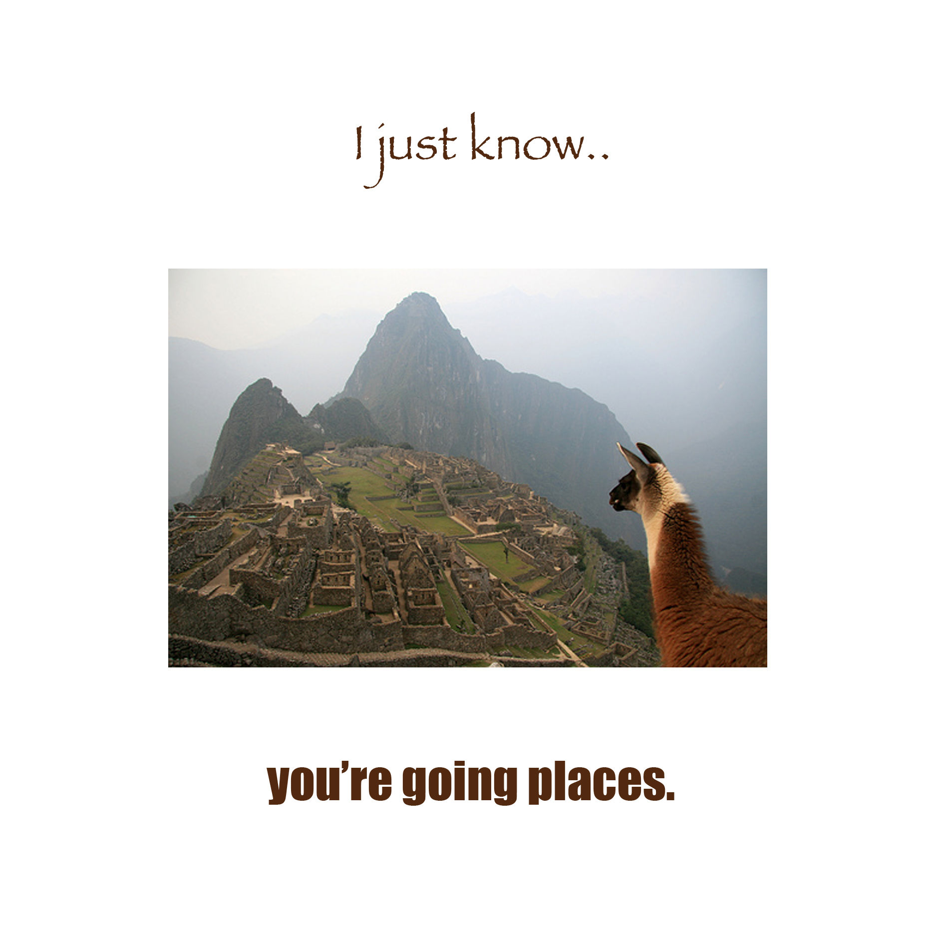 Grad - Llama in Machu Picchu