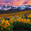 Thumbnail: Wildflower Paradise - Eastern Sierra, California
