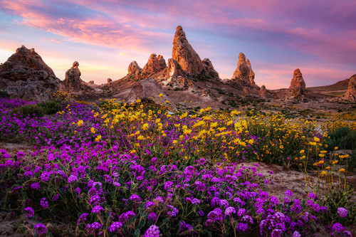 Trona Pinnacles Wildflowers | Carter Murphy Photography