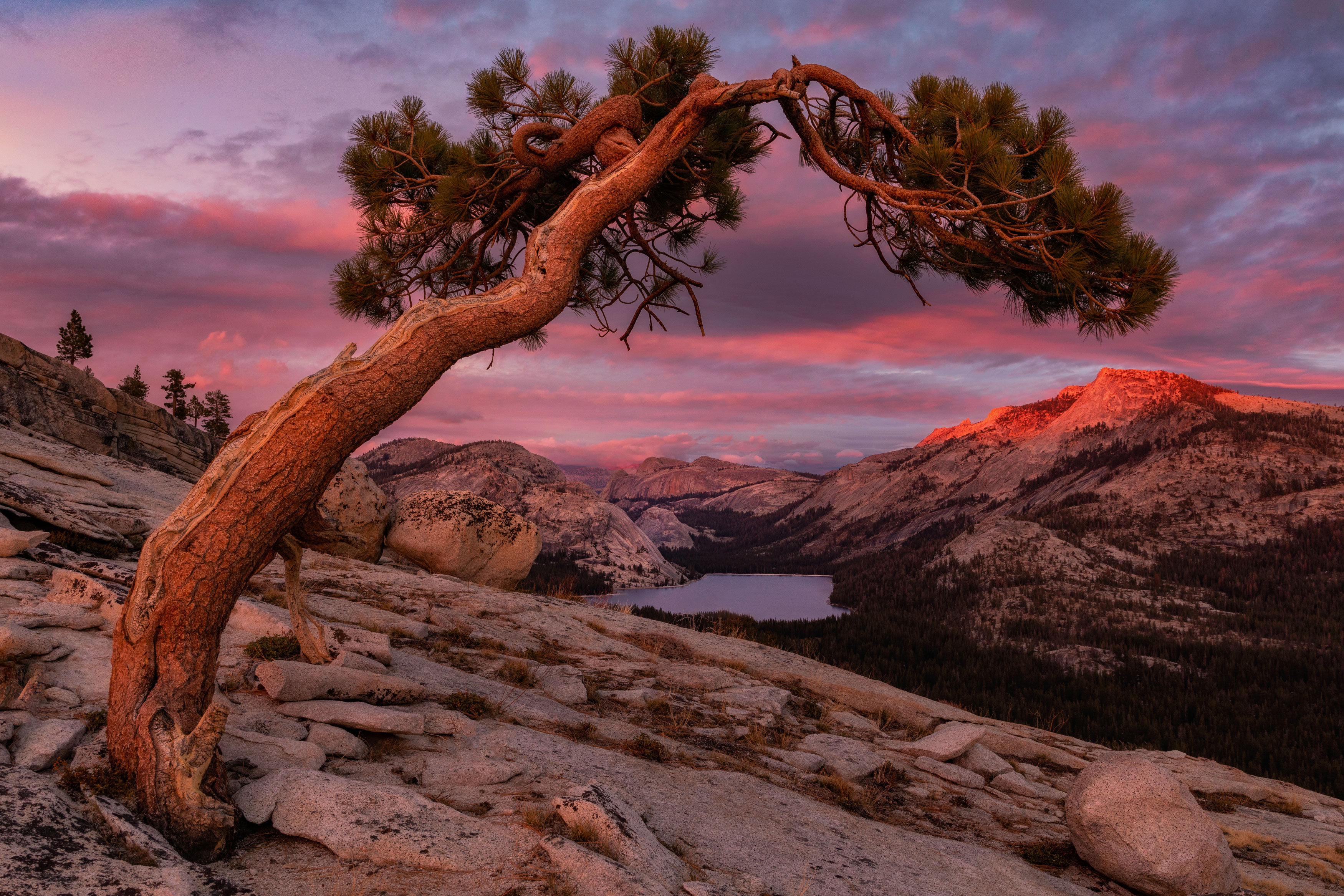 Framed - Tenaya Lake, Yosemite