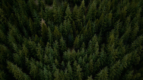forest drone.jpg