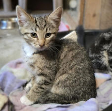 tabby kitten called Solas