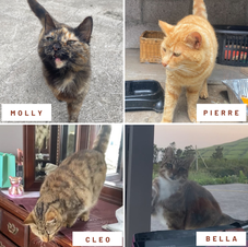 four cats