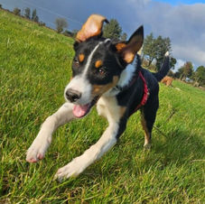 collie puppy called Luna