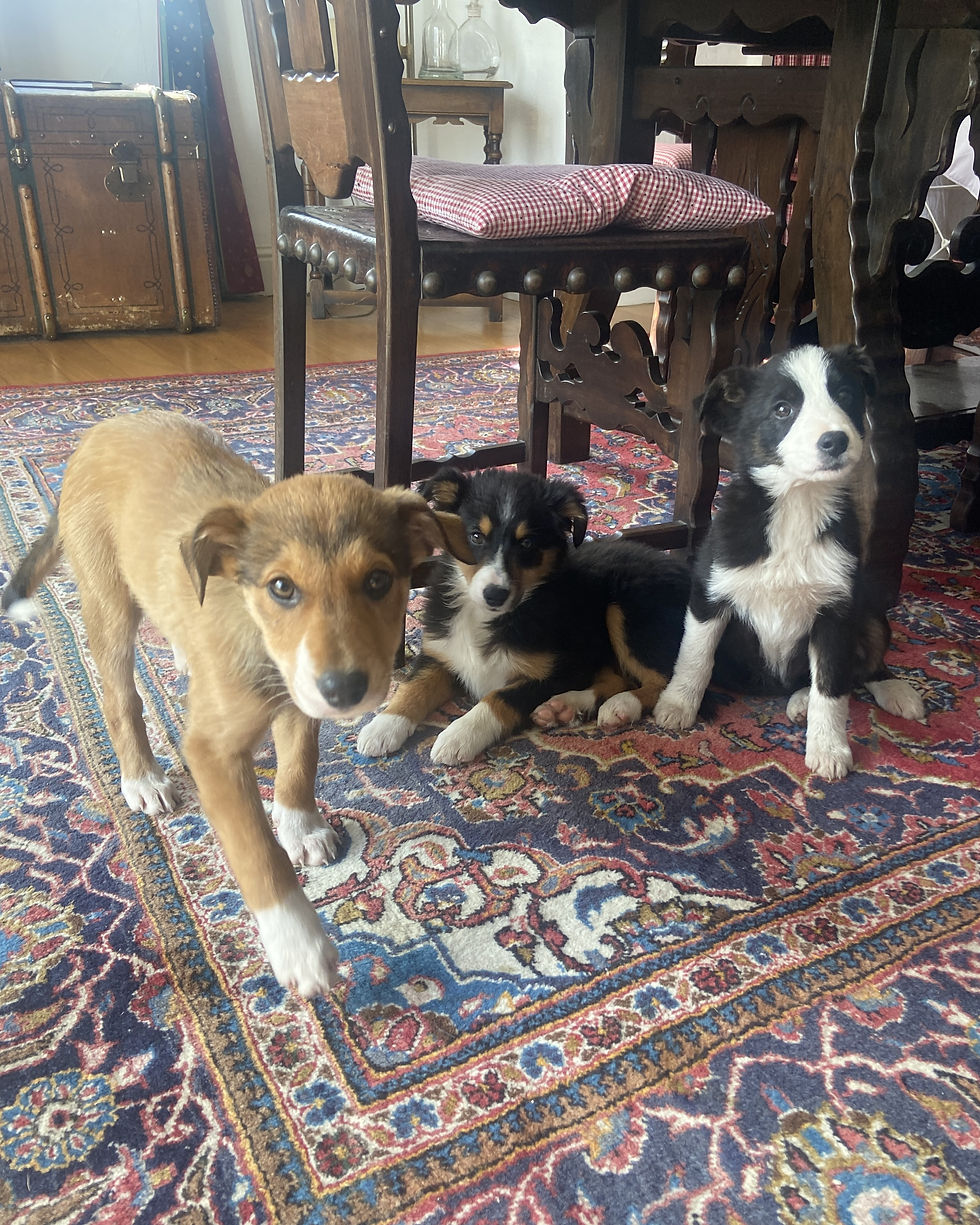 Goldie, Guinness, Fluffy