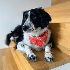 collie and springer spaniel cross named Pipa