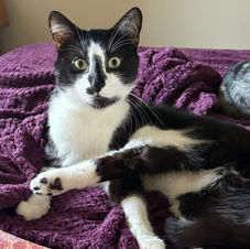 black and white kitten called Sebastian