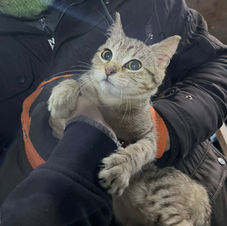 tabby kitten called Roberta