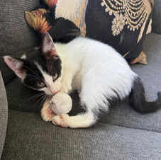 black and white kitten called Mika
