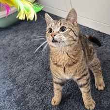 tabby kitten called Bruce