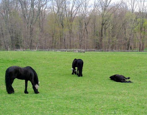 Some Thoughts on Grazing