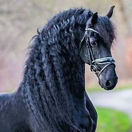 black and white friesian horse for sale