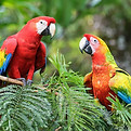 322533-1600x1066-parrot-facts-1536x1023.jpg