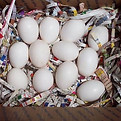 Parrot Eggs for sale_1.jpg