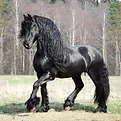 "If you’re looking for healthy, well-tempered horses, Black Friesian is the place to go. I’ve worked with several breeders in