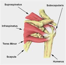 digram of shoulder