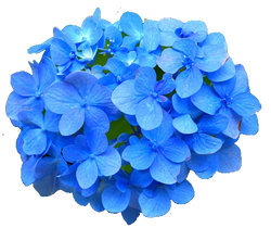 DESCARGAR IMAGENES IMPRIMIR SCRAPBOOKING DECOUPAGE FLORES PLANTAS SETAS JARRONES VINTAGE (21)