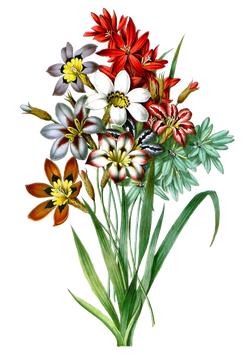 DESCARGAR IMAGENES IMPRIMIR SCRAPBOOKING DECOUPAGE FLORES PLANTAS SETAS JARRONES VINTAGE (9)