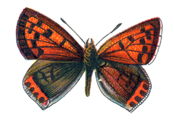 DESCARGAR IMAGENES IMPRIMIR SCRAPBOOKING DECOUPAGE GRATIS (53)